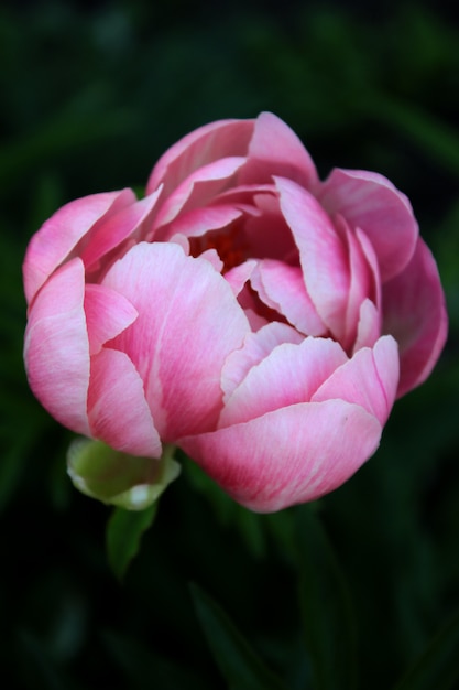 Fleur de pivoine bouchent