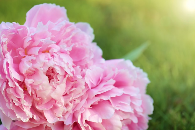 Fleur de pivoine. Bouquet de pivoine rose close-up avec des feuilles vertes le matin