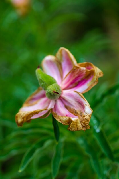 Fleur de pivoine commune