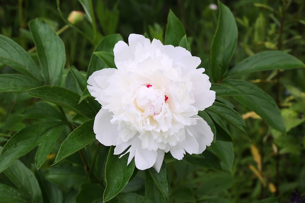 Fleur de pivoine dans le jardin