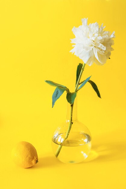 fleur de pivoine dans un vase et citron sur fond jaune