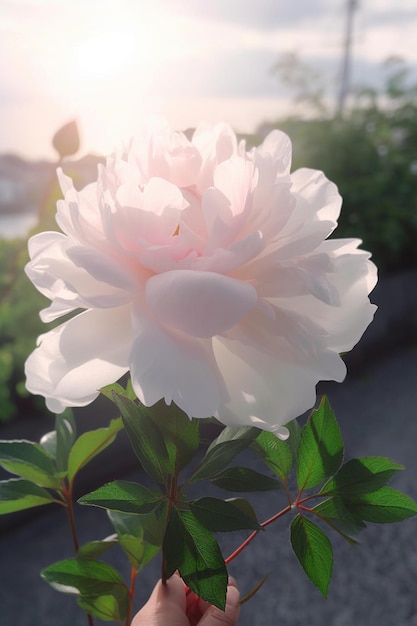 Une fleur de pivoine devant un lac dans la ville de Seattle.