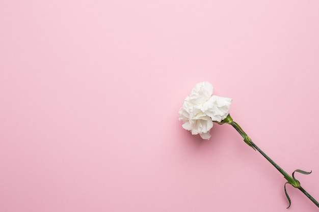 Fleur de pivoine doucement blanche isolée sur rose