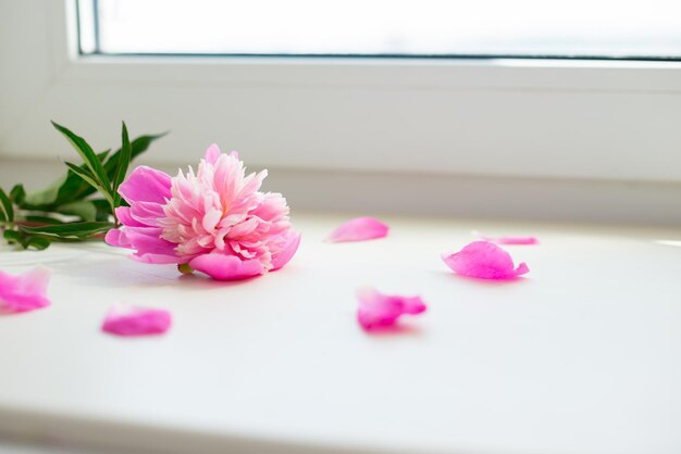 Photo la fleur de pivoine est allongée sur le rebord de la fenêtre