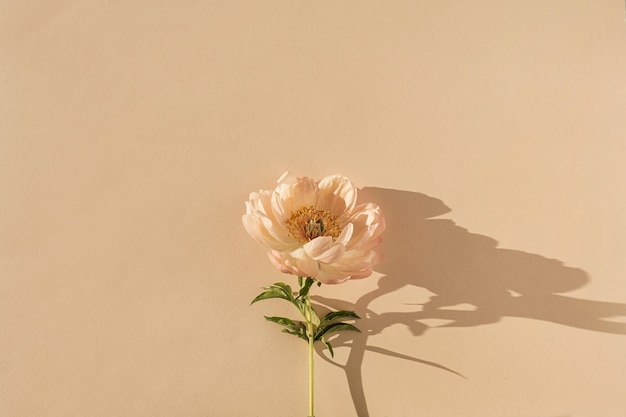 Fleur de pivoine esthétique élégante avec des ombres de lumière du soleil sur fond beige pêche neutre