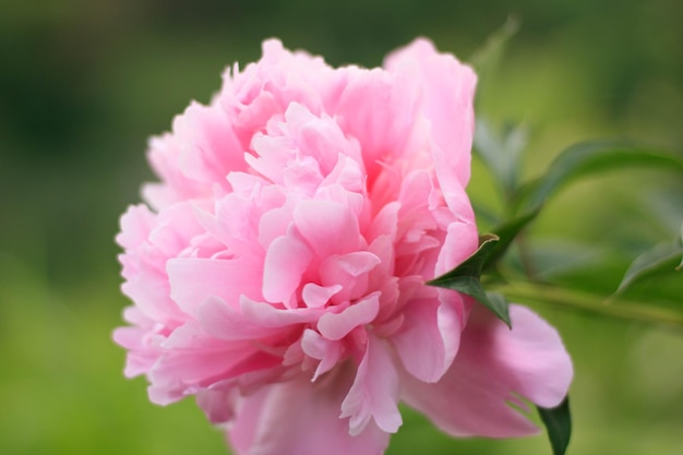 La Fleur De Pivoine Fleurit Dans Le Contexte D'une Fleur De Pivoine Floue Dans Un Jardin De Pivoine