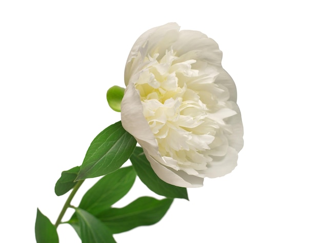 Fleur de pivoine isolé sur fond blanc Objet motif floral Mise à plat Vue de dessus