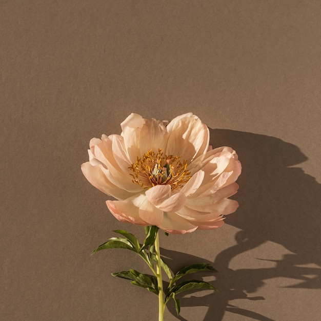 Fleur de pivoine pêche élégante sur fond brun tan Composition florale de nature morte délicate minimale