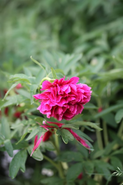 Fleur de pivoine. Plante ornementale saisonnière qui fleurit à sumergden.