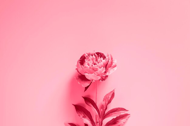 Une fleur de pivoine en pleine floraison de couleur rose vif isolée sur fond violet pâle maquette de vue de dessus à plat et espace pour le texte tonique dans la couleur tendance viva magenta de l'année 2023