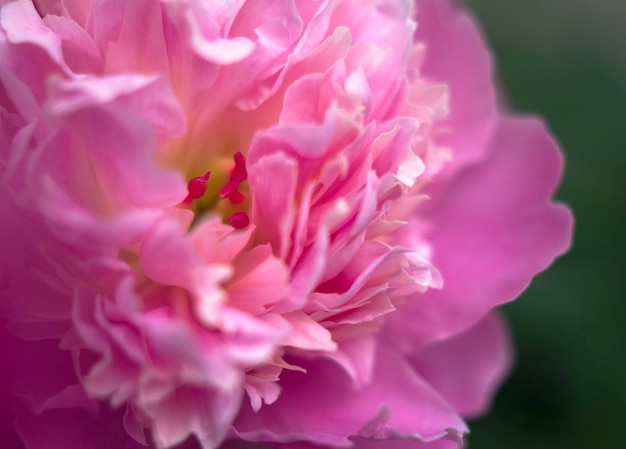 fleur de pivoine rose clair dans le jardin avec gros plan pour la beauté et le parfum