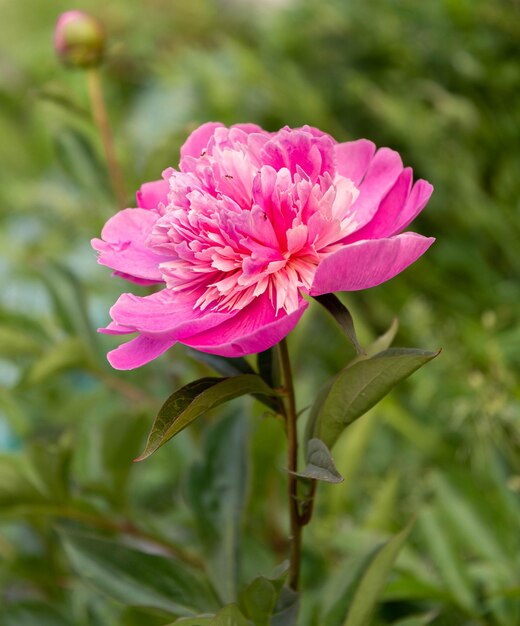 Photo fleur de pivoine rose dans le jardin sur fond de feuilles vertes