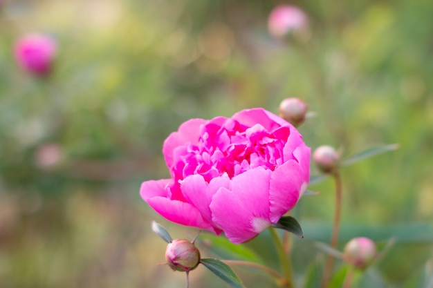Fleur de pivoine rose délicate en fleurs dans le jardin. Fleur de pivoine rose, Paeonia suffruticosa. Pivoine en chinois, symbole de la culture chinoise. C'est la fleur nationale de la Chine. Tête de fleur luxuriante