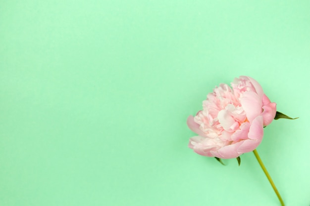 Fleur de pivoine rose délicate sur fond vert clair.