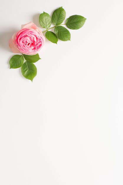 Photo fleur de pivoine rose et feuilles vertes sur fond d'espace de copie blanche