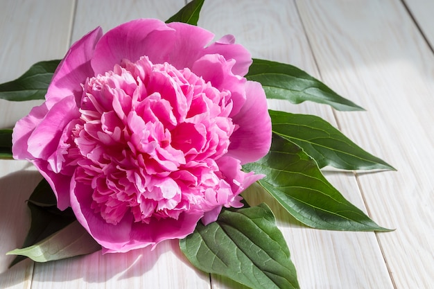 Fleur de pivoine rose avec des feuilles