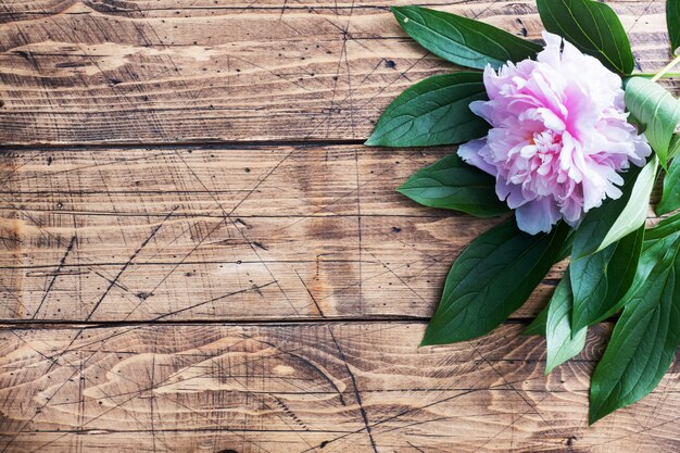 Fleur de pivoine rose avec des feuilles