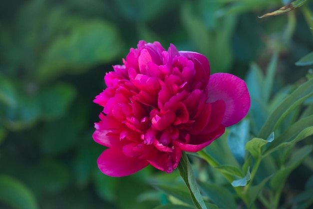 Fleur de pivoine rose en fleurs sur une journée ensoleillée d'été macrophotographie