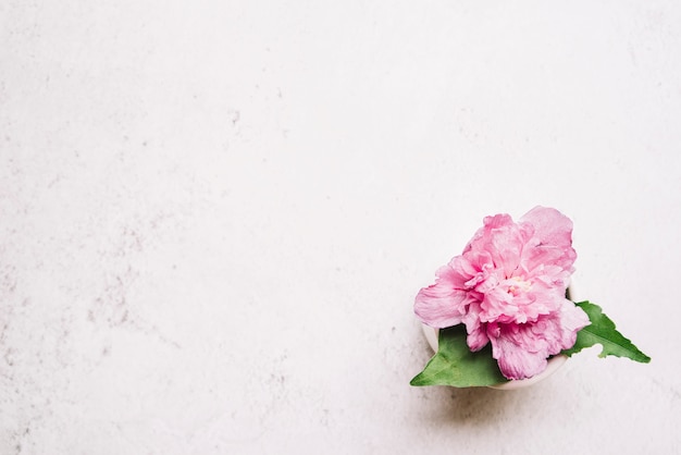 Fleur de pivoine rose sur fond texturé blanc