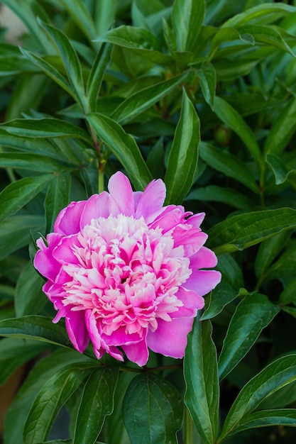 Fleur de pivoine rose qui pousse dans le jardin