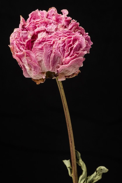 Fleur de pivoine rose séchée sur fond noir