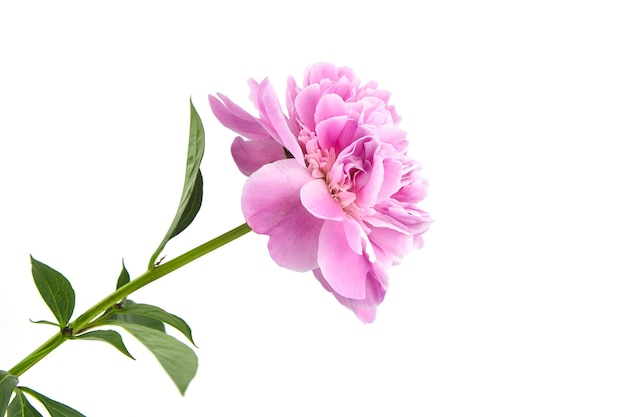 Fleur de pivoine rose avec tige verte et feuilles isolées sur fond blanc