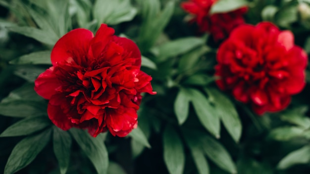 Fleur de pivoines rouges fraîches dans un jardin sur un buisson