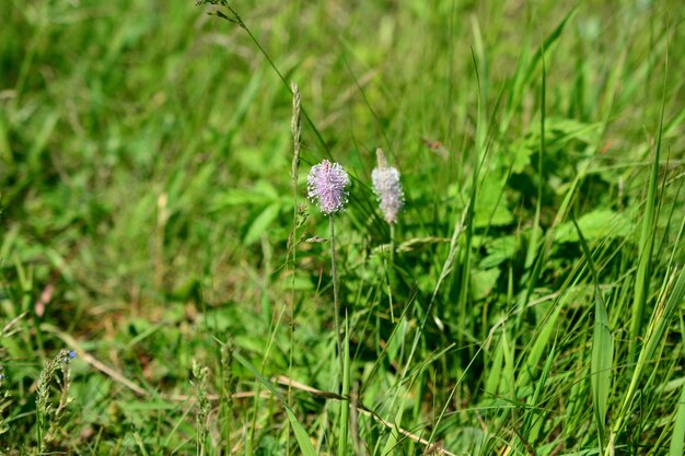 Une fleur de plaintain sur le pré dans l'herbe en gros plan de journée ensoleillée