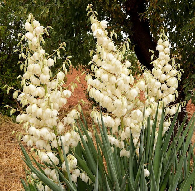 Fleur de la plante appelée yucca ou manioc Agavaceae