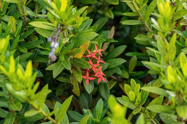 Photo fleur plante flamme jungle rouge