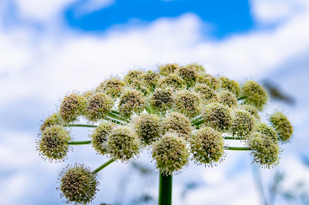 La fleur de la plante Heracleum contre un ciel nuageux