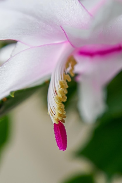 Photo une fleur une plante d'intérieur epiphyllanthus un genre de cactus épiphytiques