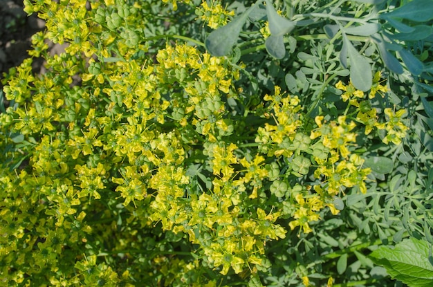 Fleur d'une plante de rue commune