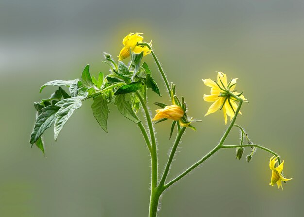 Fleur de plante de tomate et ressort à feuilles sur fond vert. Notion agricole.