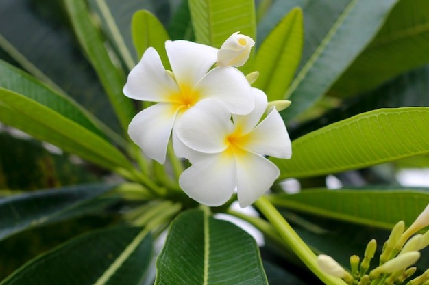 Fleur de plumeria blanc sur l'arbre