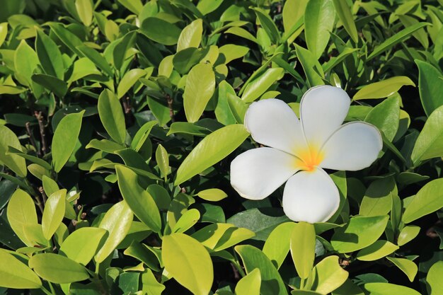 Une fleur de plumeria blanc pur sur le buisson vert vif au soleil