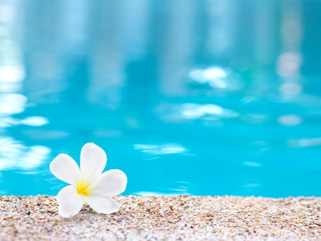 Fleur de Plumeria blanc tombant sur le sol près de la piscine.