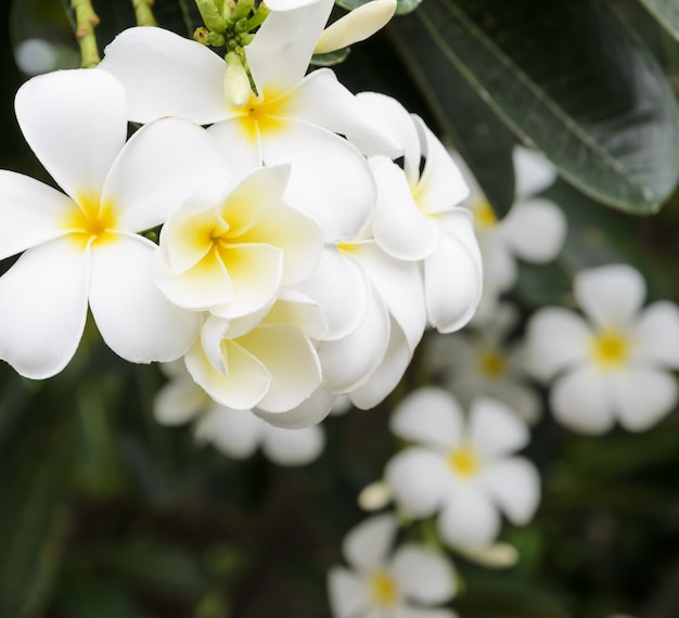 Fleur de Plumeria blanc