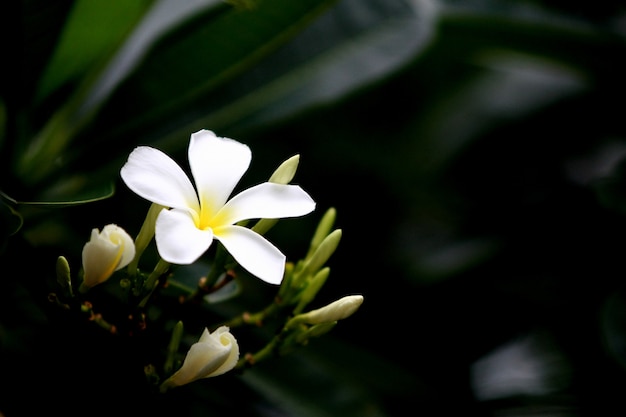 Fleur de Plumeria blanche sur l'arbre dans le jardin