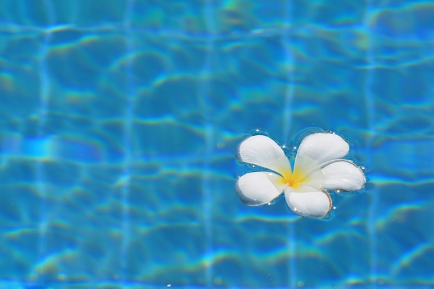 Une fleur de Plumeria blanche sur l'eau dans la piscine