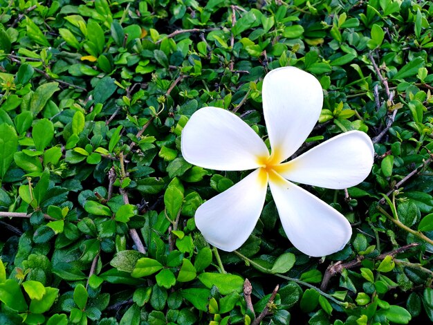 Fleur de plumeria blanche sur fond de thé vert Fukien