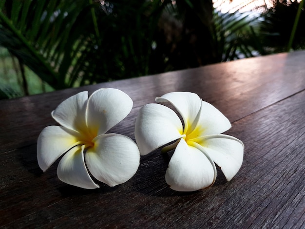 Fleur de plumeria blanche sur table en bois