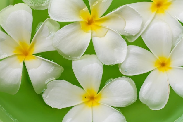 Fleur de plumeria dans l'eau