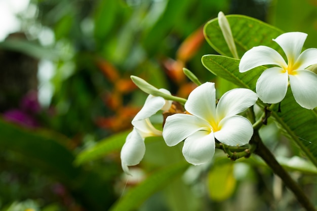 Fleur Plumeria sur les fleurs tropicales de l&#39;arbre ou du frangipan