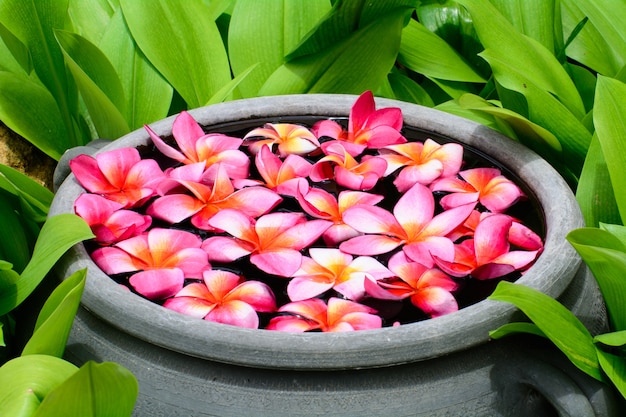 Fleur de Plumeria flottant sur l&#39;eau dans le jardin