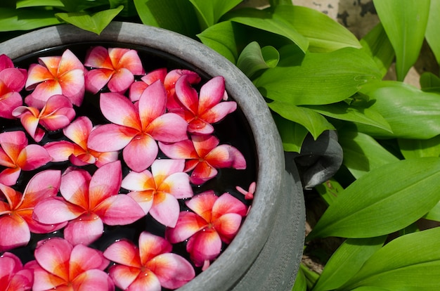 Fleur de Plumeria flottant sur l&#39;eau dans le jardin.