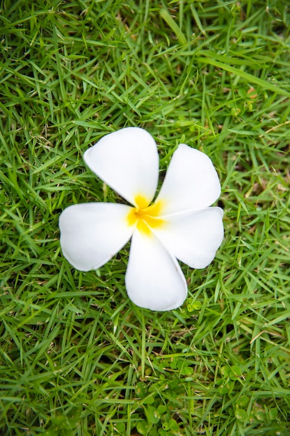 Fleur de Plumeria (Frangipanier) dans le champ