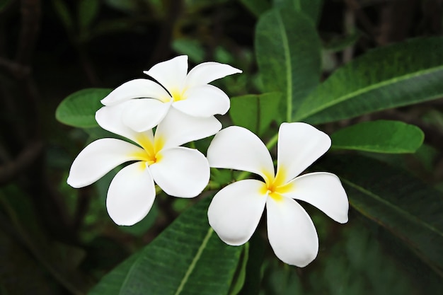 Fleur de Plumeria (Frangipanier)