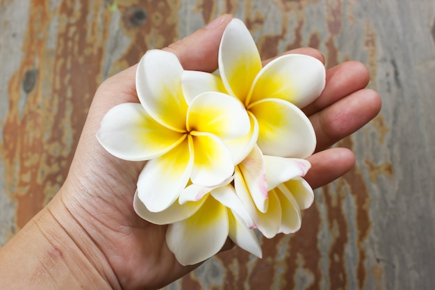 Fleur de Plumeria ou frangipanni sur la main de la femme.