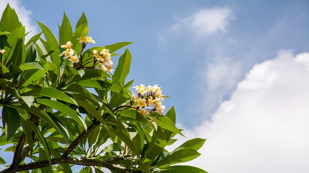 Fleur de plumeria jaune et blanc et le ciel bleu